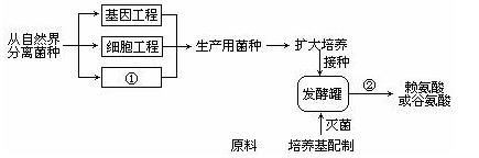 发酵工程总工艺流程图