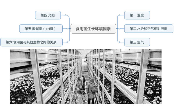 食用菌生长环境因素